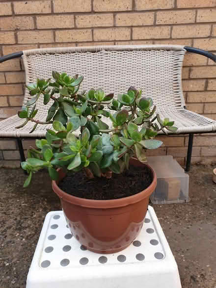 Photo of free Money Tree (toxteth L8) #1