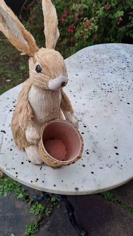 Photo of free Easter bunny? (Sherrard's Green WR14) #1