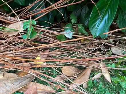 Photo of free Willow branches (PR2, Preston) #2