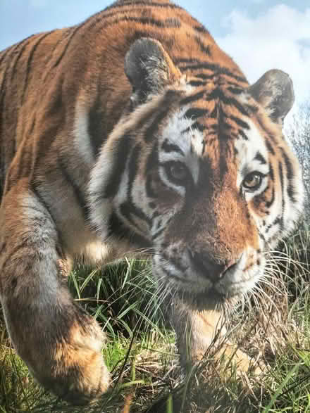Photo of free Longleat guide (Wollaton NG8) #4
