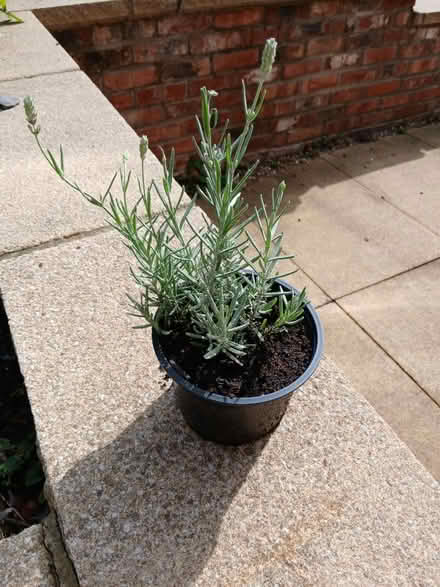 Photo of free Lavender plant (S71. Monk Bretton) #1