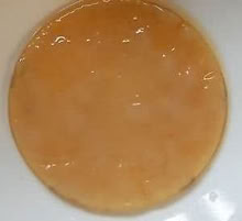Photo of Kombucha scoby (Upton Priory SK10) #1