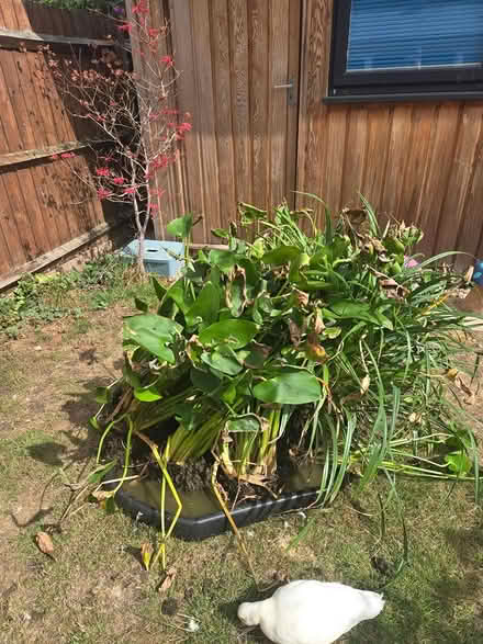 Photo of free Pond plants (SG8 (Melbourn)) #1