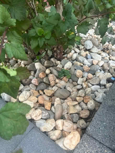 Photo of free Garden Rocks (Phoenixville, PA) #2