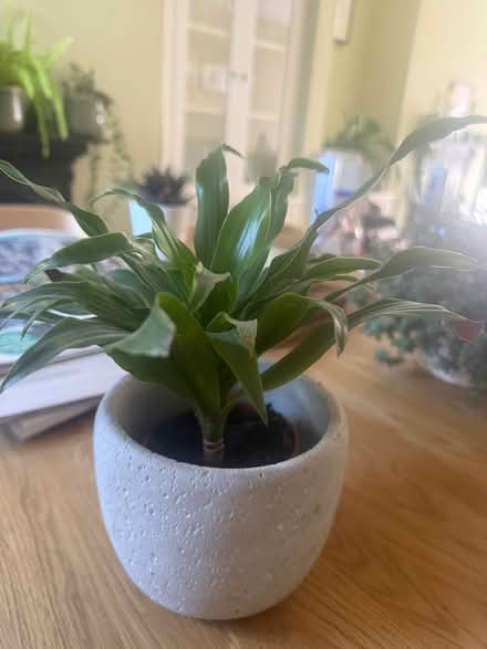Photo of free 3 Houseplants (Exeter EX2) #4