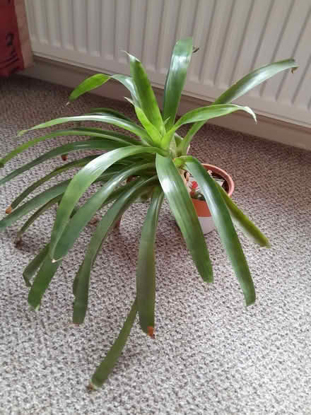Photo of free Bromeliad in need if some tlc (Barnard's Green WR14) #1