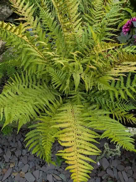 Photo of free Ferns (Cromford DE4) #2