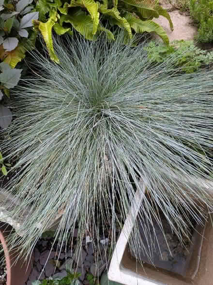 Photo of free Blue grass plant (Cromford DE4) #1