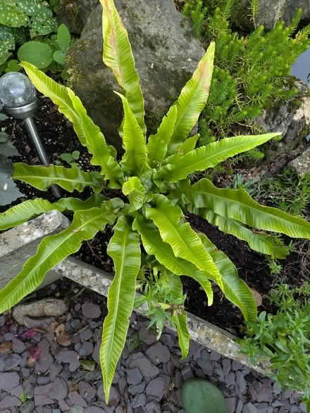 Photo of free Ferns (Cromford DE4) #1