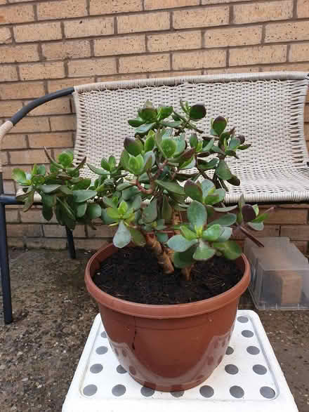 Photo of free Money Tree (toxteth L8) #2