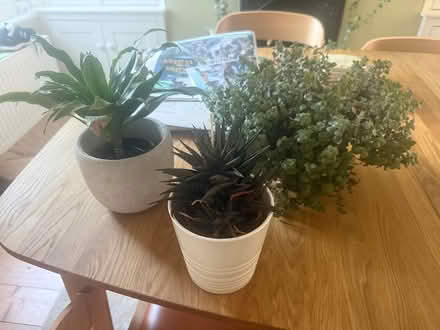 Photo of free 3 Houseplants (Exeter EX2) #1