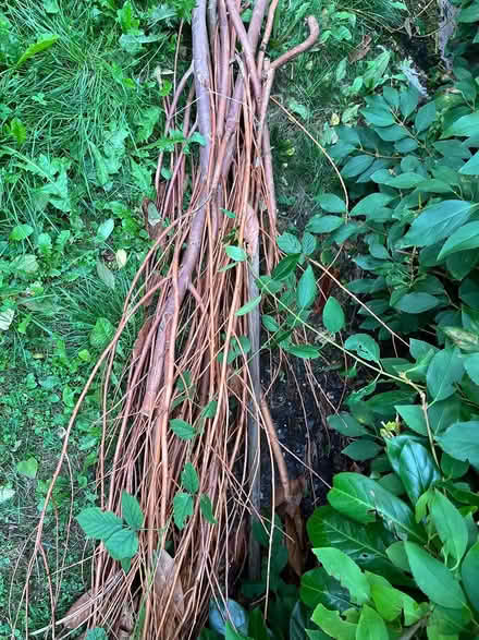 Photo of free Willow branches (PR2, Preston) #1