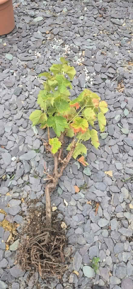 Photo of free Grape vine (Abbeydale Gloucester) #1
