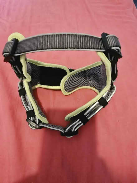 Photo of free Dog Harness (Bellingham SE6) #1