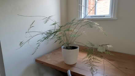 Photo of free Potted plant (Willesden Green) #1