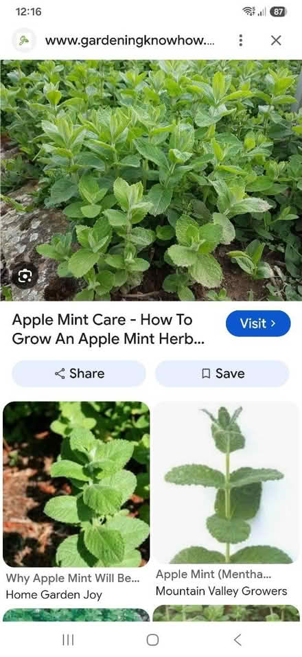 Photo of A root of Apple Mint (Dronfield S18) #1