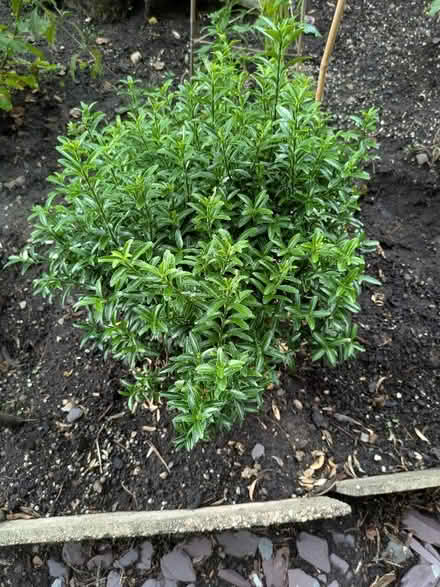 Photo of free 2 small bushes (Cromford DE4) #2