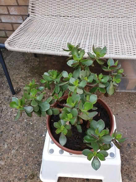 Photo of free Money Tree (toxteth L8) #3