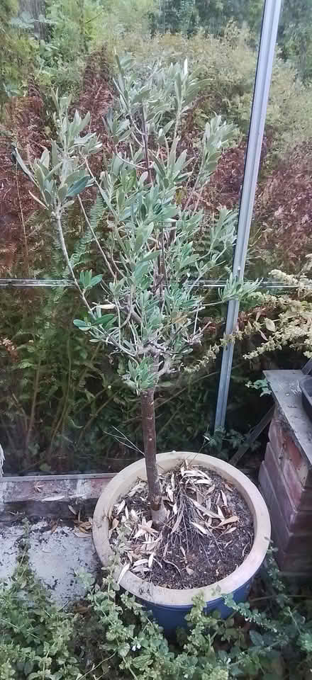 Photo of free Olive plant (East Farleigh ME15) #1
