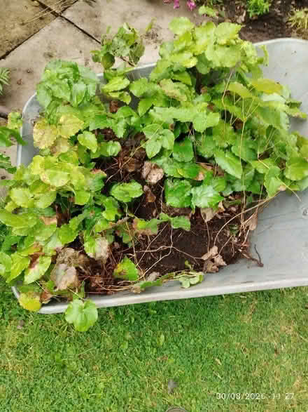 Photo of free Epimedium plants (St Martins SY10) #1