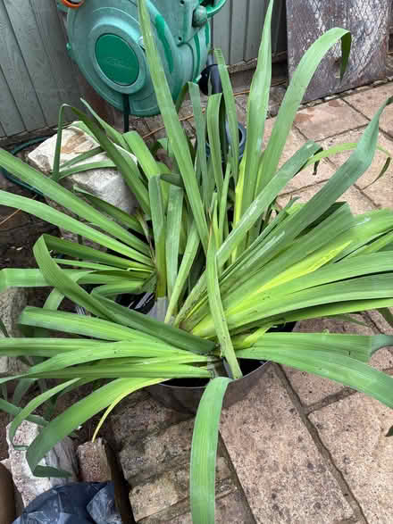 Photo of free Pond iris (Upper Walmer CT14) #1