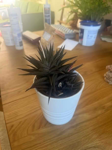 Photo of free 3 Houseplants (Exeter EX2) #2