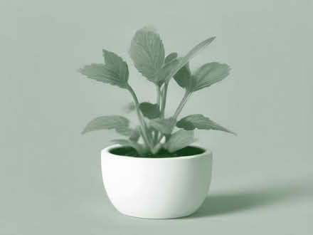 Photo of free Mint plants x3 Fareham (Fareham PO14) #1