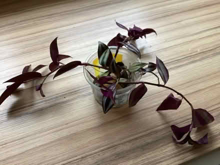 Photo of free Tradescantia Cuttings (Charminster BH8) #2