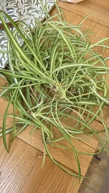 Photo of free Spider plant spiders (New Bradwell MK13) #1