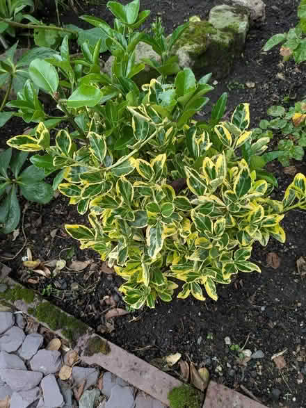Photo of free 2 small bushes (Cromford DE4) #1