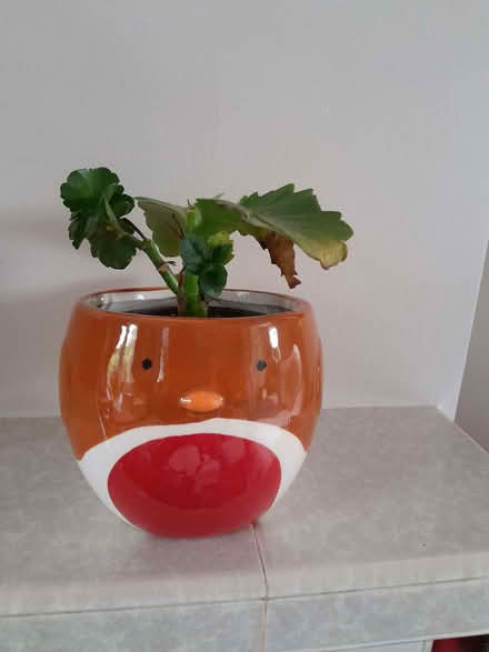Photo of free Poorly kalanchoe (Barnard's Green WR14) #1