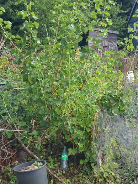 Photo of free large josterberry (Redbourn AL3) #1