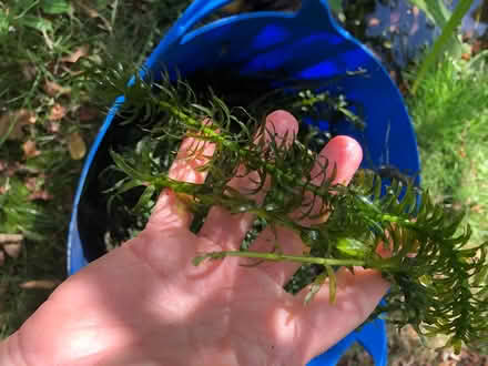 Photo of free Pond weed (Alverstoke PO12) #1