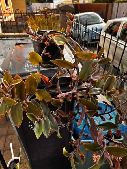 Photo of free House Plant (Bristol BS3 (Totterdown)) #1