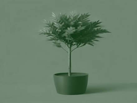 Photo of large artificial plants trees etc (Moor Allerton LS17) #1