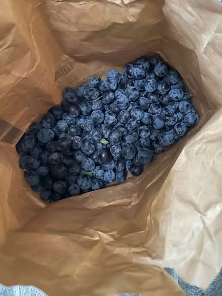 Photo of free 2 kilos damsons (Shenley Fields B29) #1