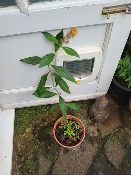 Photo of free Buddleia plant (Eastbourne BN20) #1
