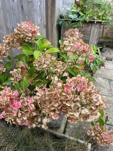Photo of free Pink Hydrangea (Kingsway BA2) #1