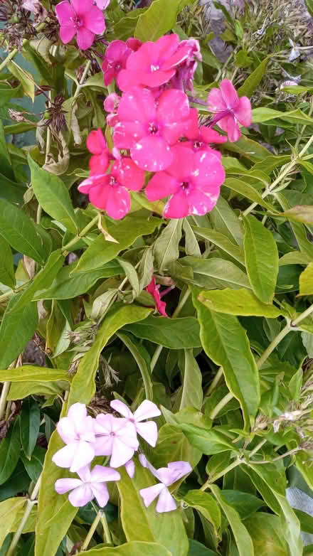 Photo of free Phlox (Stainton CA11) #1