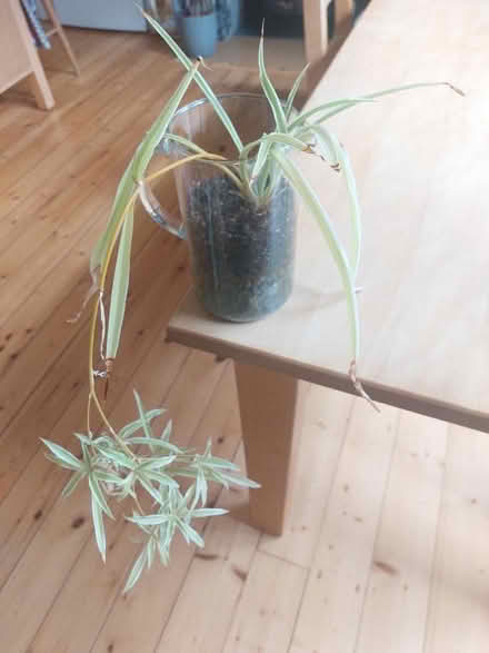 Photo of free Spider plant with babies (Eskbank EH22) #1