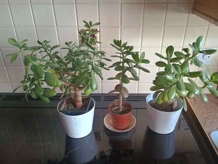 Photo of free 3 Money Plants (Barbourne WR3) #1