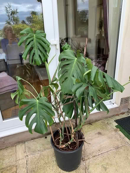 Photo of free Large Monastera plant (Gargrave Skipton BD23) #1