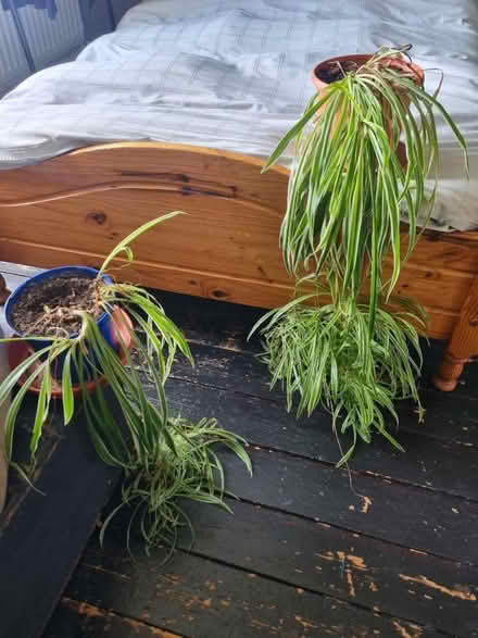 Photo of free 2 spider plants with babies (South Tonbridge TN9) #1