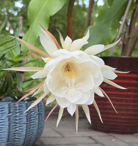 Photo of free night flower cactus (13 1/2 and Farmington) #2