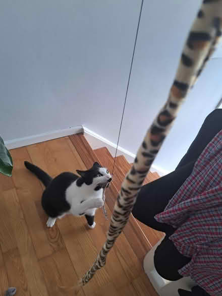 Photo of free Cat toys (Rotherhithe SE16) #3