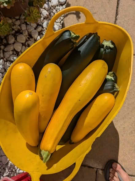 Photo of free Courgette/ Marrow (Wincheap CT1) #1