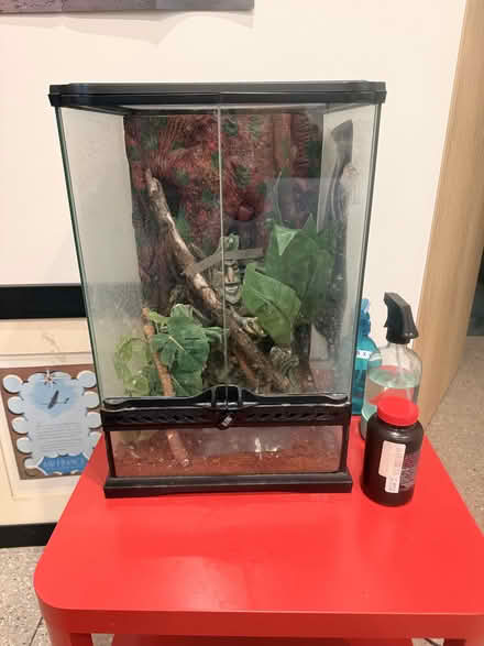Photo of free Lizard plus aquarium (Pinebrook, Park City) #1