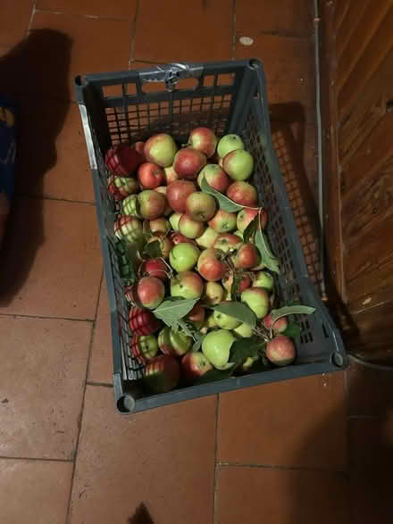Photo of free 4 kilo eating apples (Shenley Fields B29) #1