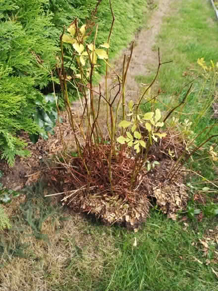 Photo of free Astillbe plants (Penrith CA11) #1