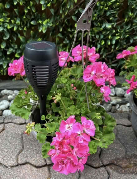 Photo of free Last Geranium of the Season (Erin Mills) #1